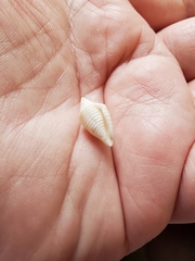 Conasprella stearnsii