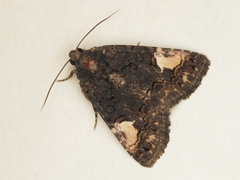 Aedia funesta