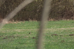 Turdus philomelos philomelos