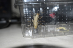 Scutigera coleoptrata