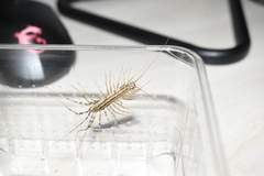 Scutigera coleoptrata