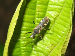 Orthaea