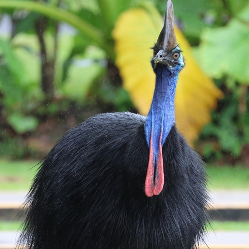 Southern Cassowary (Casuarius casuarius), photo 6