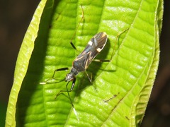 Orthaea
