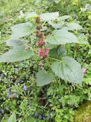 Lamium orvala