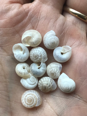 Praticolella berlandieriana