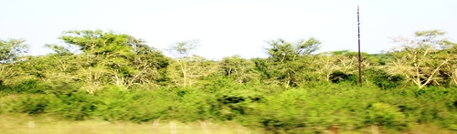 Vachellia xanthophloea