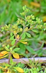 Polycarpon prostratum