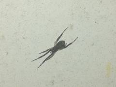 Episinus