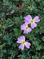 Malcolmia flexuosa