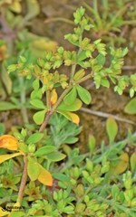 Polycarpon prostratum