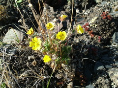 Potentilla hyparctica