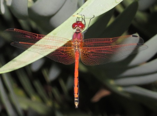 Red-veined Dropwing