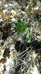 Acourtia nana