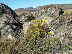 Potentilla hyparctica