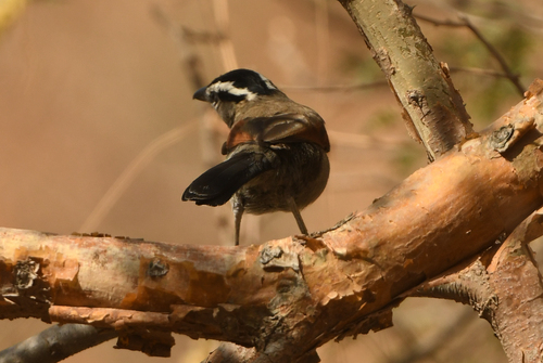 Black-crowned Tchagra (Tchagra senegalus), photo 4