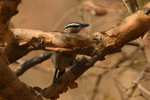 Black-crowned Tchagra (Tchagra senegalus), photo 3