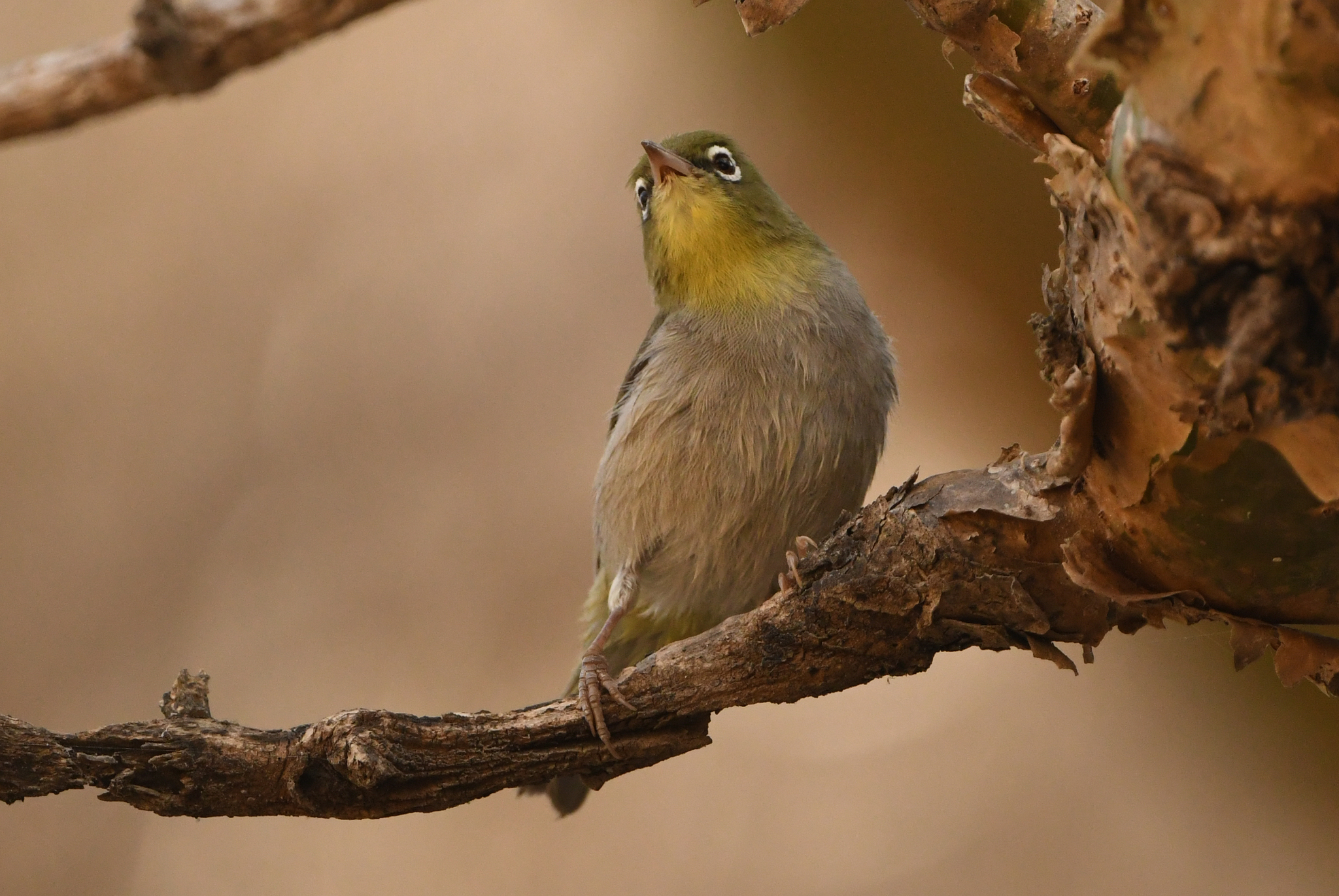 Abyssinian White-eye (Zosterops abyssinicus), photo 2