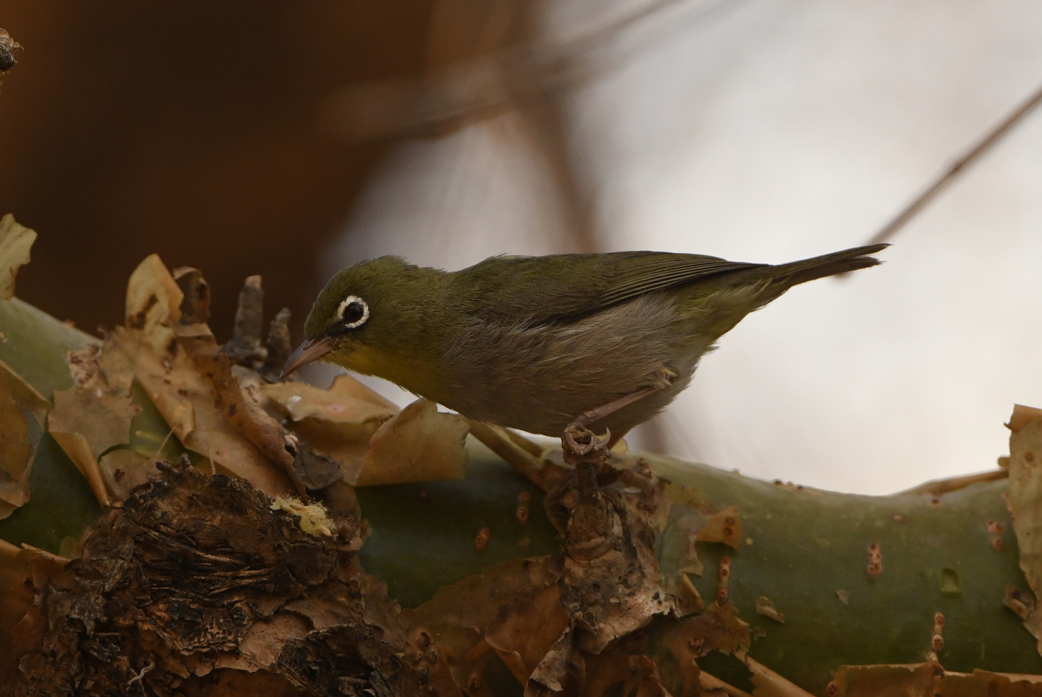 Abyssinian White-eye (Zosterops abyssinicus), photo 1