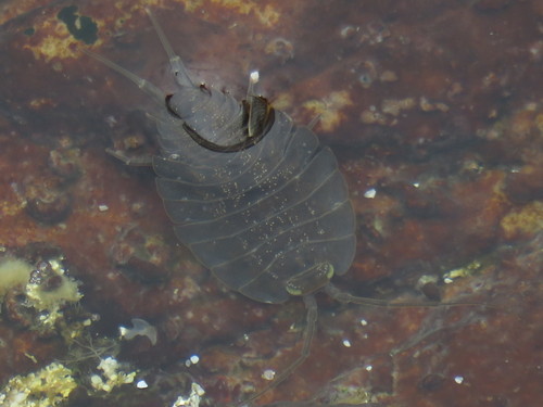 Sea-slater photo 6