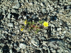 Potentilla hyparctica