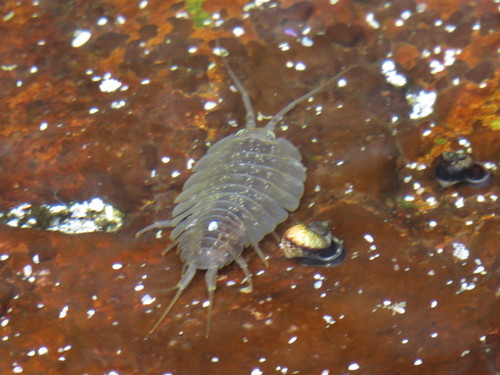 Sea-slater photo 5