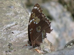 Morpho achilles
