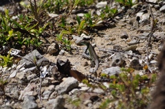 Cnemidophorus ruatanus