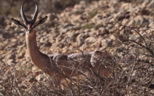 Northern Gerenuk