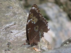Morpho achilles