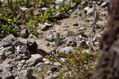 Cnemidophorus ruatanus