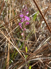 Polygala crenata