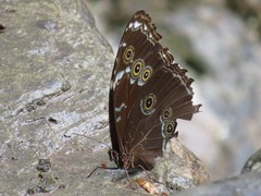 Morpho achilles
