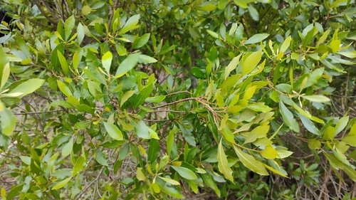 wax myrtle (Morella cerifera)