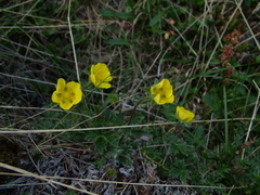 Potentilla hyparctica