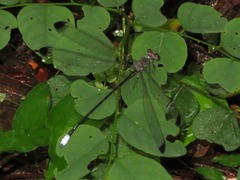 Philogenia elisabeta