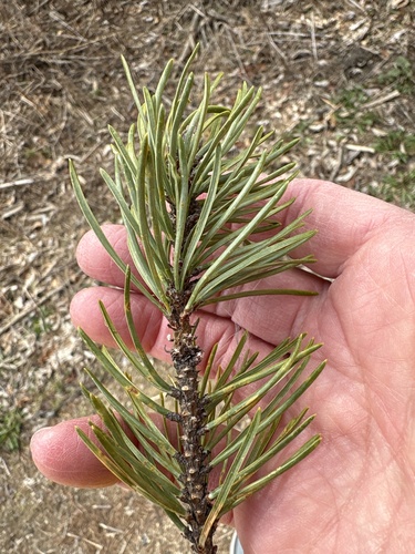 Jack pine (Pinus banksiana)