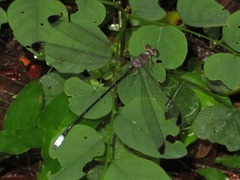 Philogenia elisabeta