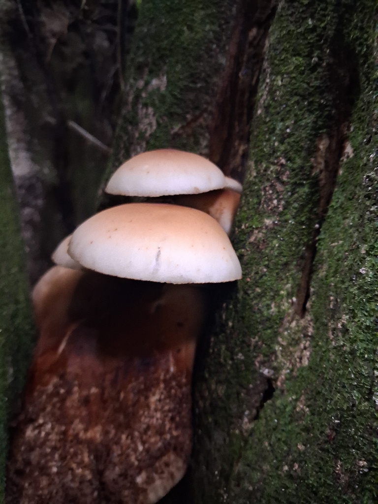 Cyclocybe parasitica · April 2026 · photo: © emily_mcgoldrick (iNaturalist, cc-by)