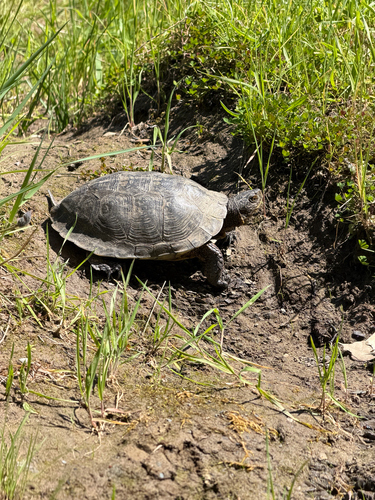 iNaturalist observation photo of Northwestern Pond Turtle