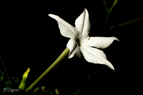 long-flower tobacco (Nicotiana longiflora)