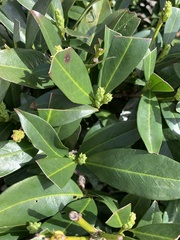 Myrsine cubana