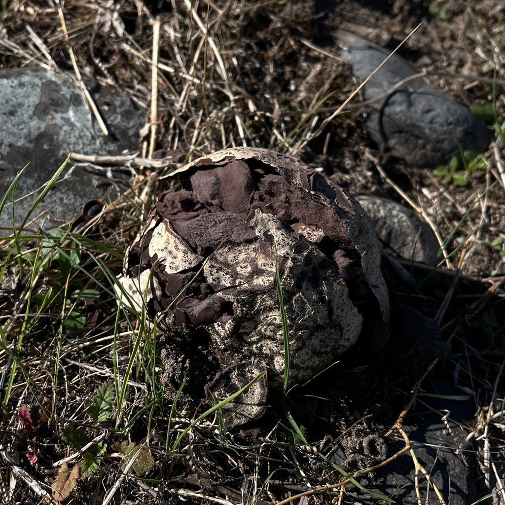 Calvatia cyathiformis · April 2026 · photo: © cristianriquelme (iNaturalist, cc-by)