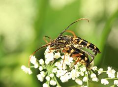 Leptura annularis