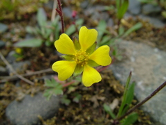 Potentilla hyparctica