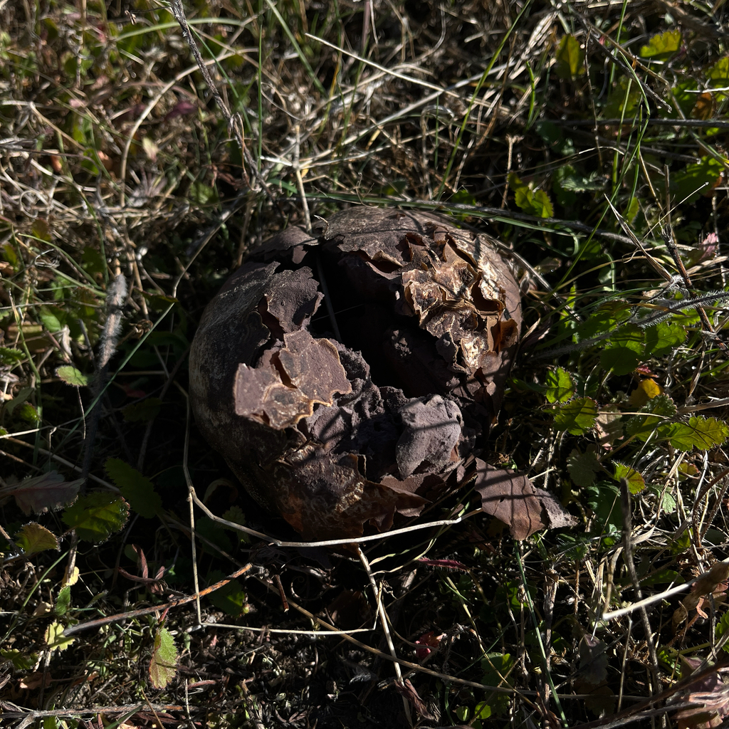 Calvatia cyathiformis · April 2026 · photo: © cristianriquelme (iNaturalist, cc-by)