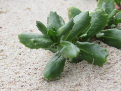 Senecio maritimus