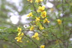 Parkinsonia texana macra