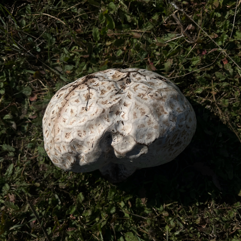 Calvatia cyathiformis · April 2026 · photo: © cristianriquelme (iNaturalist, cc-by)