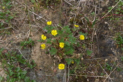 Potentilla hyparctica
